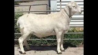 Lot 12 at the Inaugural SheepMaster Elders Mid-West Ram sale