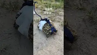 특별편: 거북이와 한강 공원 나들이하고 왔습니다