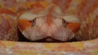 Neo the Albino West African Gaboon Viper is glowing.