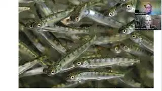 Green Friday: John McManus of the Golden State Salmon Association