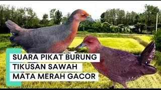 SUARA PIKAT BURUNG TIKUSAN‼️mata merah paling gacor ampuh 100% langsung datang