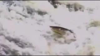 Salmon leaping in the River Don at Aldwarke