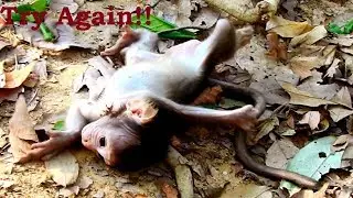 First walking Poor Toni baby Monkey So Sad walking fail, Later walking Good