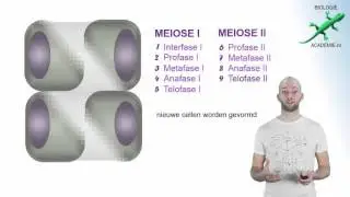 genetica - meiose II