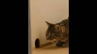 😲 Cat&rsquo;s Patient Stakeout at the Mouse Hole! 🐱🐭#shorts #cat #mouse #sneak #hunt