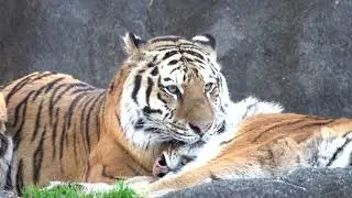 はまZOO 元旦からイチャつくアムールトラ夫婦