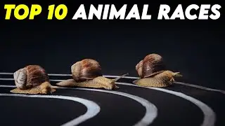 Top 10 most unusual animal races from across the world