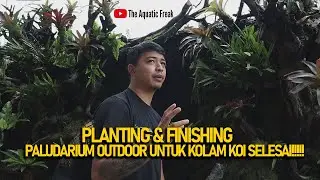 PLANTING & FINISHING PALUDARIUM OUTDOOR UNTUK KOLAM KOI SELESAI!!!!!