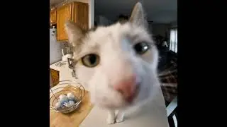 My cool freakin slideshow of fish-eye lens view of close up cats I found on Google Images.