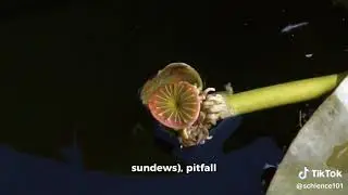 Evolution of Carnivorous Plants