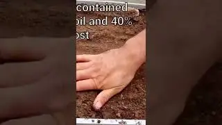 how to grow lettuce #lettuce seed #how to grow lettuce at home #seedling tray #lettuce growing