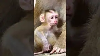 Monkey Luna Smart for stop nursing baby monkey Lucie instead of swimming time
