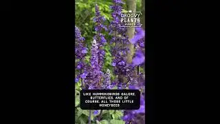Groovy Plants Ranch: Сальвия &laquo;Мистические шпили&raquo; | Лучший источник колибри и других опылителей