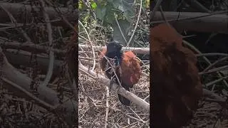 #shorts #ytshorts #birds #flying #flyingbirds #shortsfeed #trendingshorts #nature #birdtrend #love