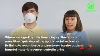 urinary system and functions? Can diseases spread through urine? Does urine help hair growth?