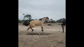 Mustang Challenge Day 6 part 2