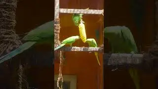 Breeding Green Parrots: What You Need to Know #BirdWatchingDaily #BirdEnthusiast #BeautifulBirds