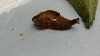 Puss Moth Caterpillar