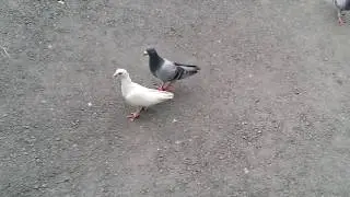 lemme smash [Pigeons]