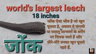 Monster Leech | Haementeria ghilianii Leech | World's largest leech | giant Amazon leech | #viral