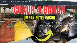 Cukup 4 Bahan‼️ Umpan SUTEL GACOR Ikan Mas &ndash; Baru Lempar Langsung Strike
