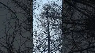 Собачки выкопали соболя пока шёл на лайку