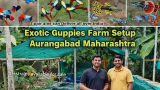 Guppy fish all setup update (guppies available for sale) #vlogsvideo #trending #guppies #guppyfish 