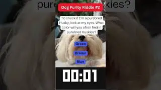 Dog Purity Riddle #2 #shortsriddles #riddleschallenge #dogriddles #dogpuritycheck #dogpuritytest