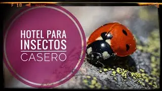 Un HOTEL para INSECTOS 🐝 casero y hecho con materiales reciclados 🐞 Biodiversidad en el huerto 🌱