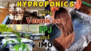 Hydroponics using Vermicast, FPJ and IMO as nutrient solution.