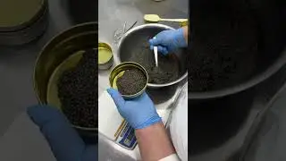 Бестер, гибрид белуги и стерляди. Икра бестера.