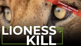 A LION KILL in the Masai Mara