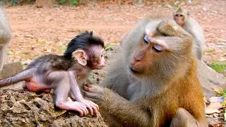 Lucky Day... Cute Baby Monkey Very Sweet Love With Old Female Pigtail Monkey For Kissing