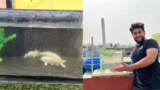 New milky koi fish and guppy fish male females separate kar diye