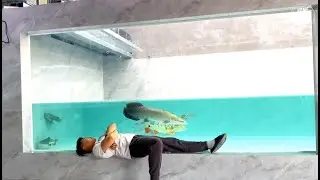 Incredible of Aquarium Setup: Betta Fish, Goldfish, Tropical and Koi Fish Care Tips #106