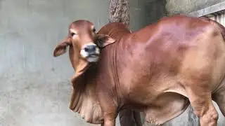 HEAVY Sahiwal Qurbani Bull Bakra Eid Cattle Market Karachi Animals Stock Videos