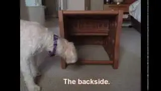 Pet Gear Easy Step II Pet Stairs review