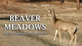 Beaver Meadows [East Troublesome Fire Damage] - Rocky Mountain National Park