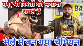 शुद्ध सनातनी झोटा जो अपनी  कटड़ियों की मर्यादा रखता है। कुरुक्षेत्र मेले में नीली रावी में आया प्रथम