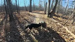 German Shepherds Playing in the Woods | Fall Nature Walk | Cabin Life Minnesota