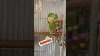 Follow us for more birdie fun!        #parrot  #cutepets