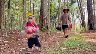 Cubis Monkey is excited to go on a picnic with Dad!