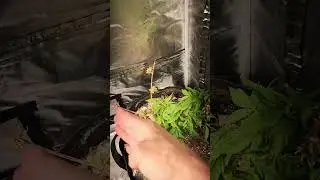 Update on the reveg #grow #reveg #za #plants