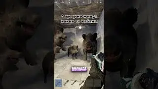 кабаны #раст #rust  #gaming #rustment #magicrust