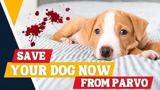 How to Save Your Dog Suffering From Parvo🐶❤️Emergency Guide for Pet Owners