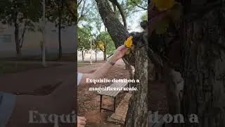 Brazilian Nature by Ronbo #poems #poetry #nature #Brazil