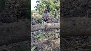 potong kayu besar #senso #chainsaw #stihl