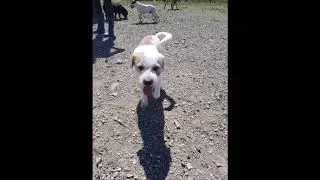 Snuffelen, rennen en spelen