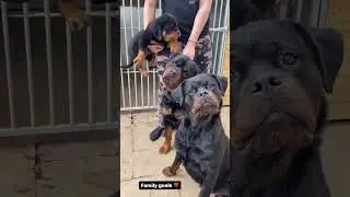 Two stunner Rottweilers have made a super stunning Rottweiler puppy