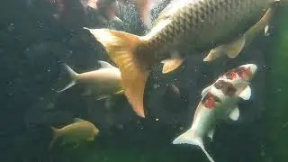 Dengarkan Ini 30 Detik Jika Pikiranmu Lelah | ASMR Ikan Koi